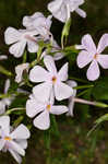 Alabama phlox